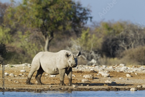 Black rhinoceros or hook-lipped rhinoceros (Diceros bicornis) male at waterhole, Etosha National Park, Namibia, Africa photo