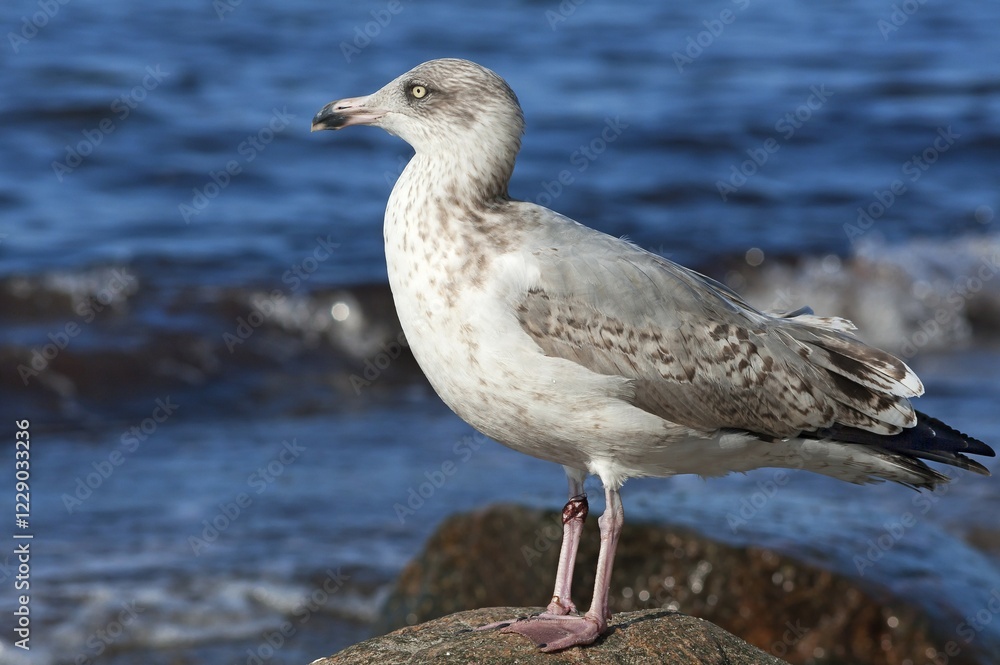 Young Yellow-legged Gull (Larus michahellis) perched on a rock, Baltic Sea, Mecklenburg-Western Pomerania, Germany, Europe Young Yellow-legged Gull (Larus michahellis) perched on a rock, Baltic Sea, Mecklenburg-Western Pomerania, Germany, Europe