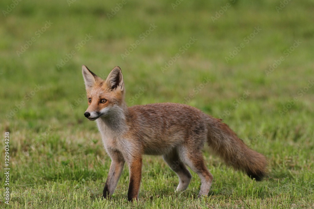 Young red fox (Vulpes vulpes) standing on a mowed lawn, Allgaeu, Bavaria, Germany, Europe Young red fox (Vulpes vulpes) standing on a mowed lawn, Allgaeu, Bavaria, Germany, Europe