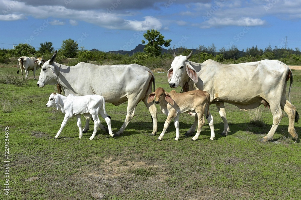Domestic cattle, cows with calves on a meadow, Hua Hin, Thailand, Asia Domestic cattle, cows with calves on a meadow, Hua Hin, Thailand, Asia