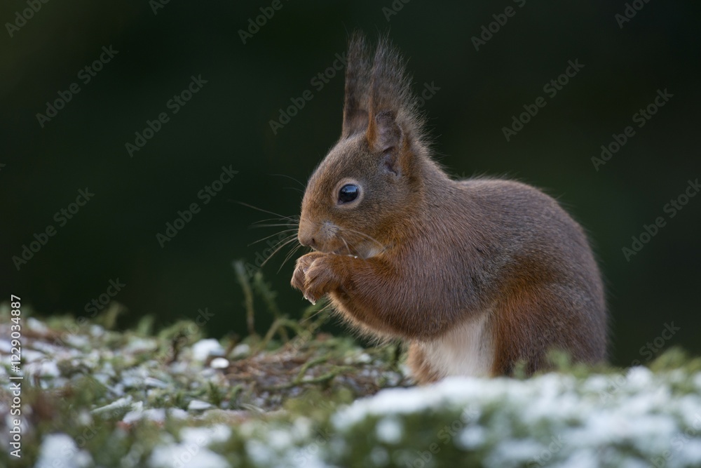 Red Squirrel (Sciurus vulgaris), Emsland, Lower Saxony, Germany, Europe Red Squirrel (Sciurus vulgaris), Emsland, Lower Saxony, Germany, Europe