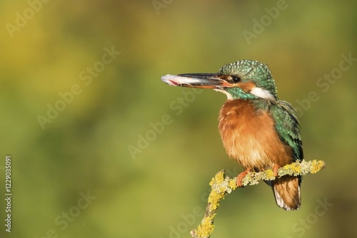 Female Eurasian kingfisher (Alcedo atthis) perched on branch, fish in beak, Hesse, Germany, Europe photo