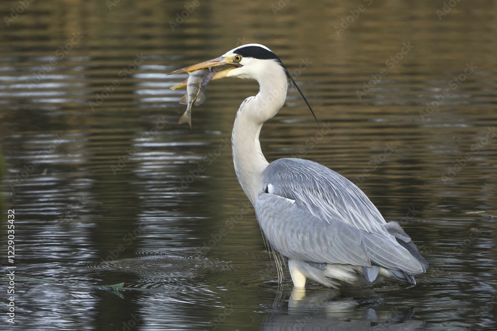 Naklejka premium Grey herons (Ardea cinerea) with captured fish in water, Hesse, Germany, Europe