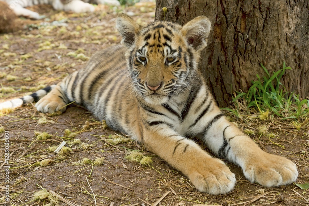 Fototapeta premium Royal Bengal tiger (Panthera tigris) lying on ground, age 3 months, captive