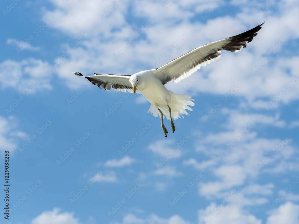Fototapeta premium Kelp Gull (Larus dominicanus) in flight, Walvis Bay, Erongo Region, Namibia, Africa