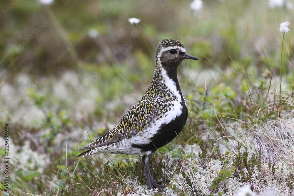 Golden plover (Pluvialis apricaria) in tundra, tussock cottongrass (Eriphorum vaginatum), Lofoten, Norway, Europe Golden plover (Pluvialis apricaria) in tundra, tussock cottongrass (Eriphorum vaginatum), Lofoten, Norway, Europe