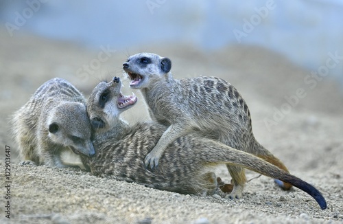 Meerkats or suricates (Suricata suricatta), pups play fighting, captive photo