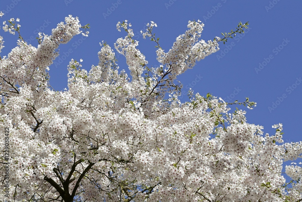 Blossoming cherry (Prunus sp.) tree, Germany, Europe Blossoming cherry (Prunus sp.) tree, Germany, Europe