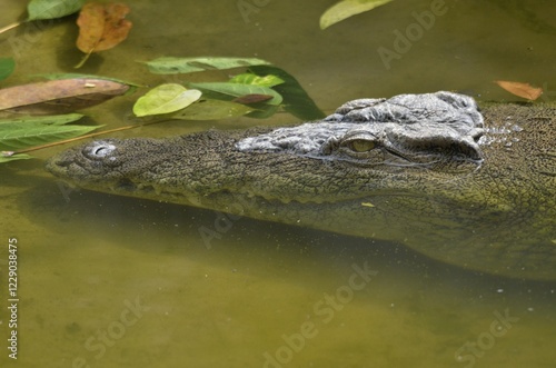 Nile crocodile or common crocodile (Crocodylus niloticus), Limbé Wildlife Centre, Limbé, Carmoon, Central Africa, Africa photo