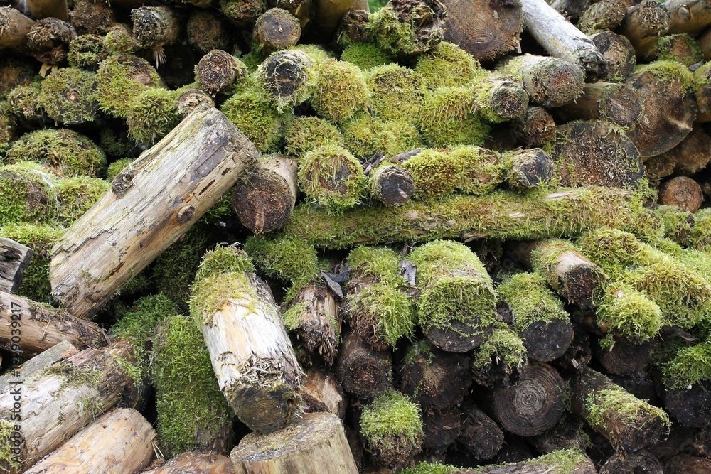 Woodpile covered with moss, Allgäu, Bavaria, Germany, Europe Woodpile covered with moss, Allgäu, Bavaria, Germany, Europe