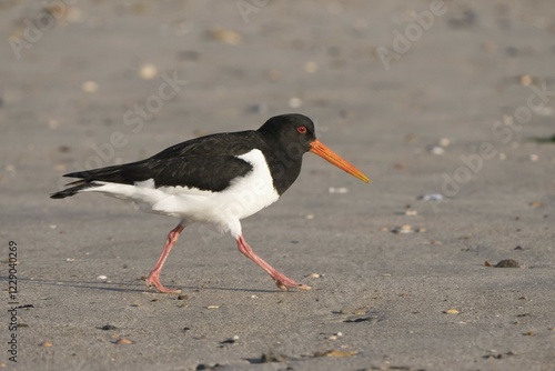 Fotografie Eurasian oystercatcher (Haematopus ostralegus) runs on the beach, Föhr island, N