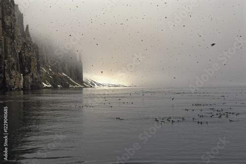 Thick-billed Murres (Uria lomvia), colony, Alkefjellet bird cliff, Hinlopen Strait, Spitsbergen Island, Svalbard archipelago, Norway, Europe photo