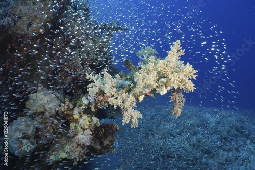 Broccoli tree (Litophyton arboreum) and shoal, group of Red Sea glassfish (Parapriacanthus guentheri), dive site House Reef, Mangrove Bay, El Quesir, Red Sea, Egypt, Africa photo