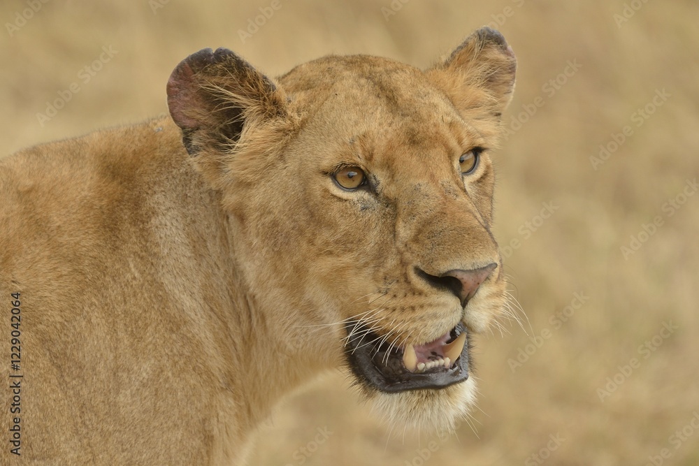 Obraz premium Lioness (Panthera leo), portrait, Massai Mara, Rift Valley Province, Kenya, Africa