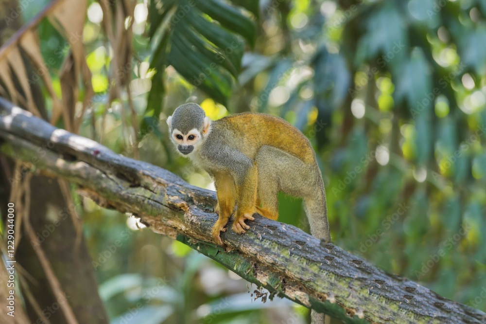 Obraz premium Squirrel Monkey (Saimiri sciureus), Amazonas State, Brazil, South America