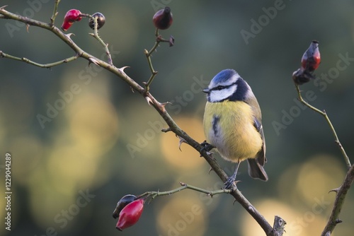 Blue Tit (Parus caerulea) on a rosehip branch, Emsland, Lower Saxony, Germany, Europe photo