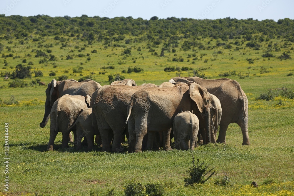 African bush elephants (Loxodonta africana) forming circle, herd protecting juveniles, Addo Elephant National Park, Eastern Cape, South Africa, Africa