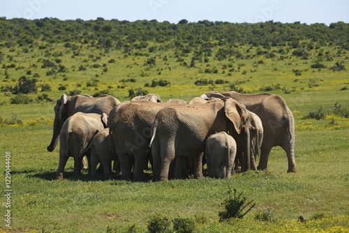 Obraz na płótnie African bush elephants (Loxodonta africana) forming circle, herd protecting juveniles, Addo Elephant National Park, Eastern Cape, South Africa, Africa w salonie