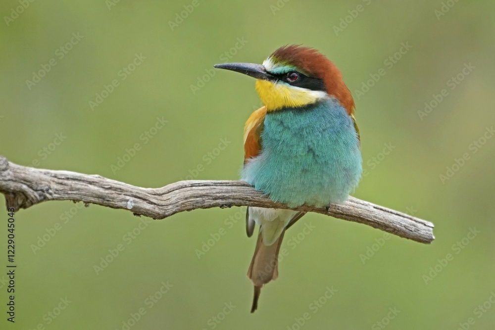 Bee-eater (Merops apiaster) sitting on branch, Rhineland-Palatinate, Germany, Europe Bee-eater (Merops apiaster) sitting on branch, Rhineland-Palatinate, Germany, Europe