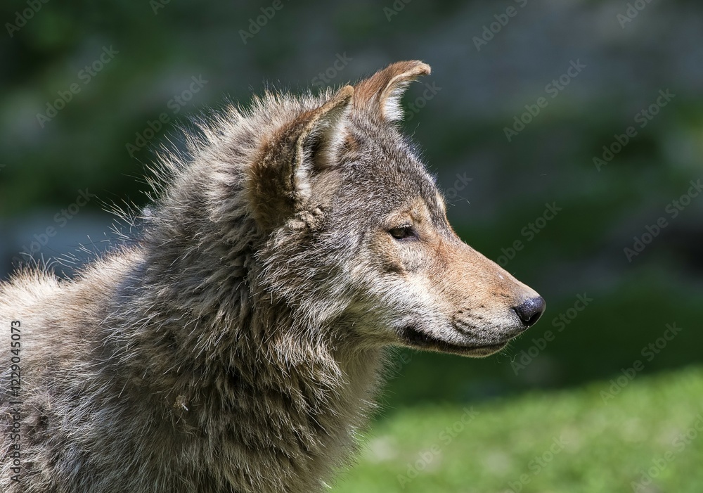 Algonquin wolf (Canis lupus lycaon), animal portrait, side view, captive Algonquin wolf (Canis lupus lycaon), animal portrait, side view, captive