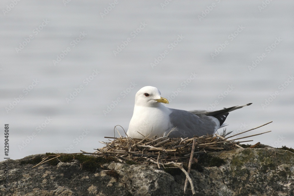 Common gull (Larus canus) in nest, Inari, Lapland, Finland, Europe Common gull (Larus canus) in nest, Inari, Lapland, Finland, Europe