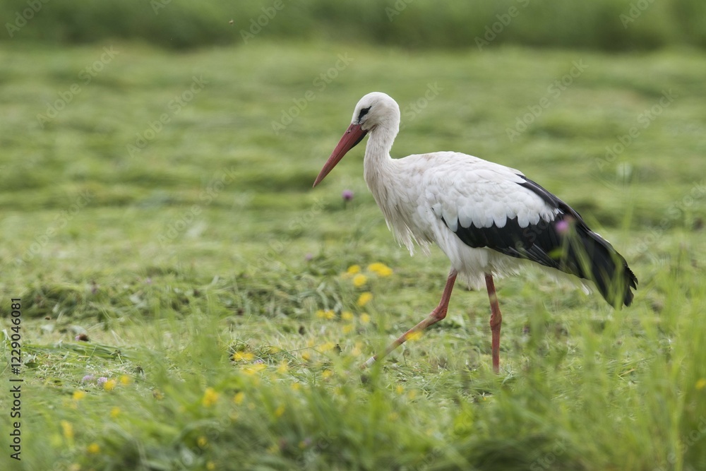 Fototapeta premium White stork (Ciconia ciconia), walks in Meadow, North Rhine-Westphalia, Germany, Europe