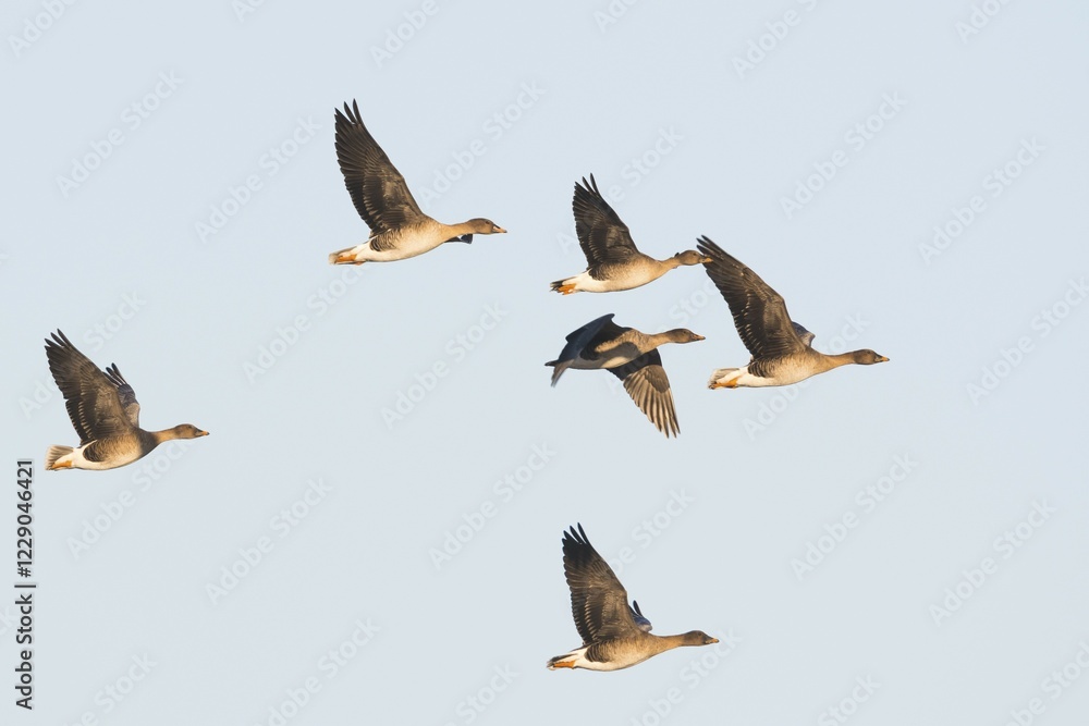 Obraz premium Bean geese (Anser fabalis) flying, Emsland, Lower Saxony, Germany, Europe
