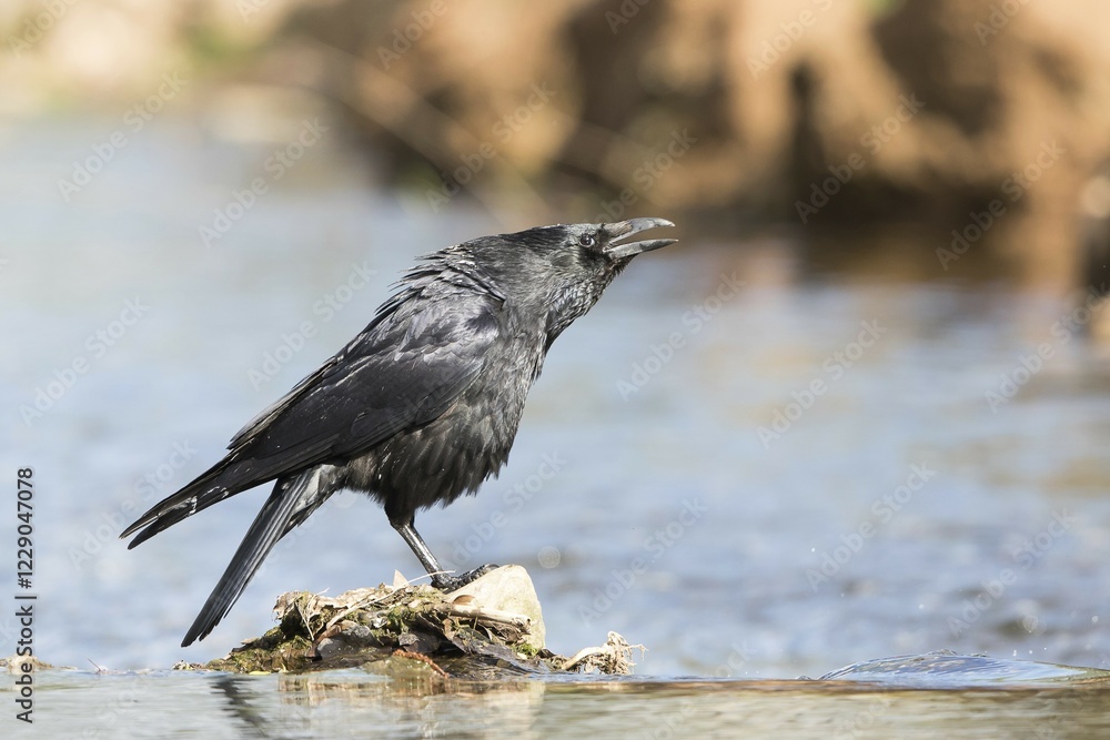 Calling carrion crow (Corvus corone) standing on stone in water, Hesse, Germany, Europe Calling carrion crow (Corvus corone) standing on stone in water, Hesse, Germany, Europe