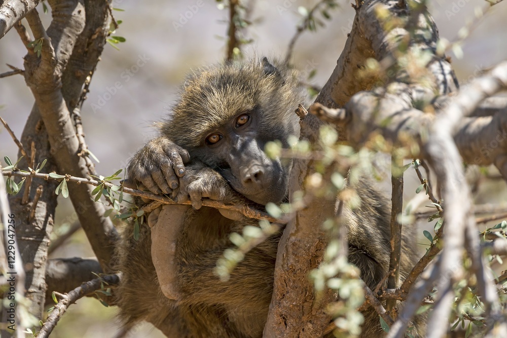 Fototapeta premium Anubis or olive baboon (Papio anubis) sitting in tree, Samburu National Reserve, Kenya, Africa