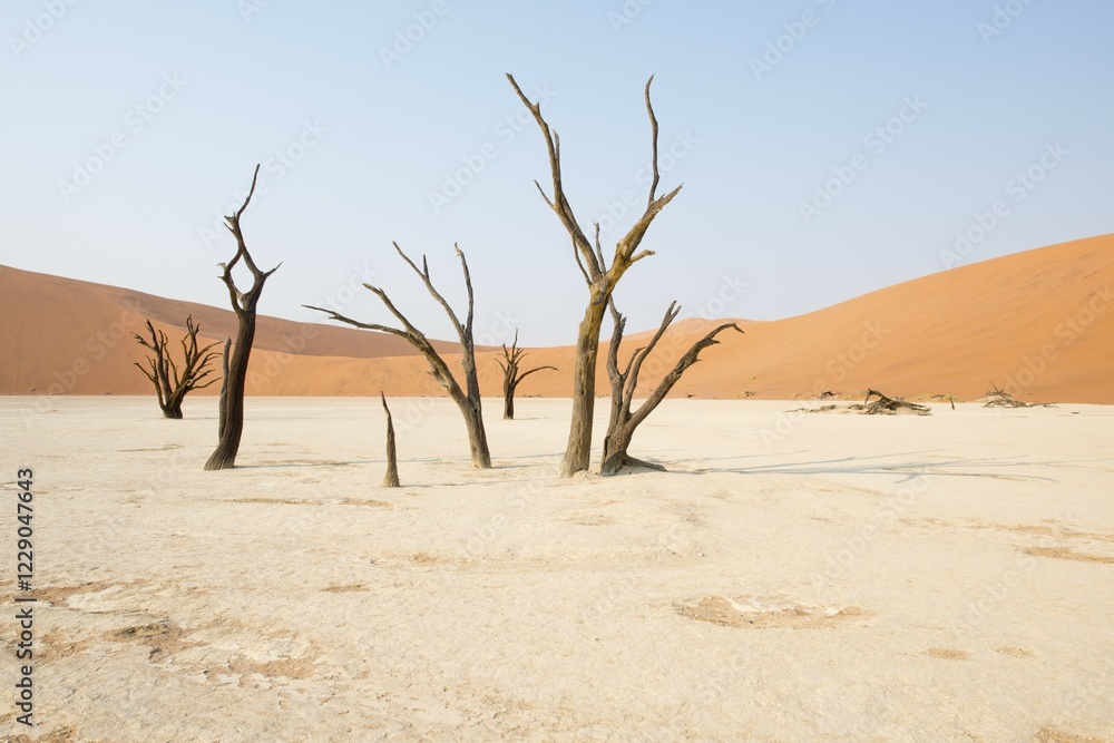 Dead camel thorn trees (Acacia erioloba) in Deadvlei, Sossusvlei, Namib Desert, Namibia, Africa Dead camel thorn trees (Acacia erioloba) in Deadvlei, Sossusvlei, Namib Desert, Namibia, Africa