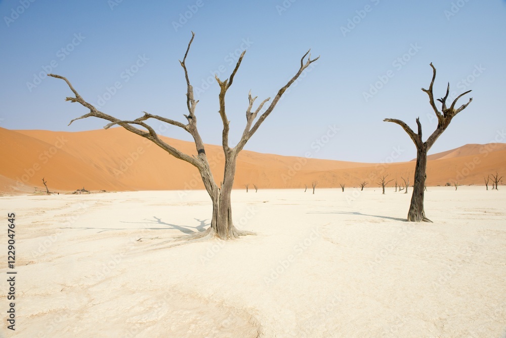 Dead camel thorn trees (Acacia erioloba) in Deadvlei, Sossusvlei, Namib Desert, Namibia, Africa Dead camel thorn trees (Acacia erioloba) in Deadvlei, Sossusvlei, Namib Desert, Namibia, Africa