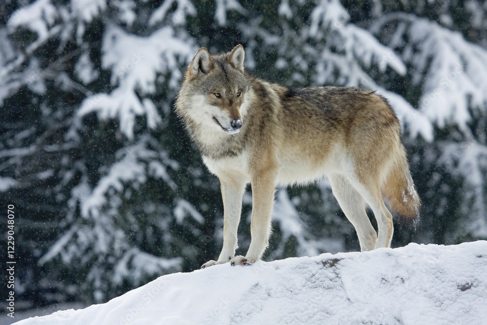 Wolf (Canis lupus) standing on boulder in snow, captive, Germany, Europe Wolf (Canis lupus) standing on boulder in snow, captive, Germany, Europe