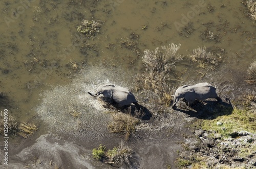 African Elephants (Loxodonta africana), two cows, roaming in a freshwater marsh, aerial view, Okavango Delta, Botswana, Africa photo