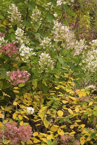 Smooth Hydrangea or Wild Hydrangea (Hydrangea arborescens), pink and white flowers in autumn, Rawdon Falls Park, Lanaudiere, Quebec, Canada, North America photo