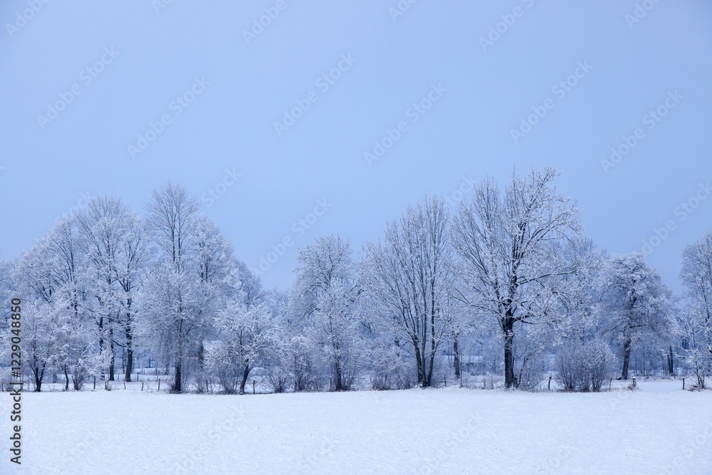 Snow covered trees with fog, near Lenggries, Upper Bavaria, Bavaria, Germany, Europe Snow covered trees with fog, near Lenggries, Upper Bavaria, Bavaria, Germany, Europe