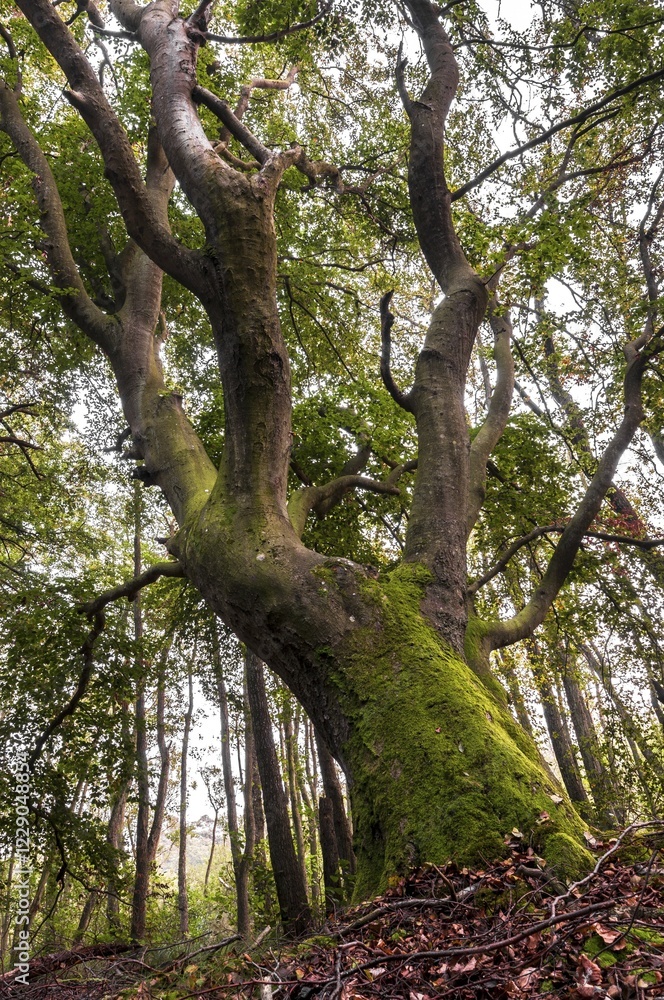 Old beech, Darß peninsula, West Coast, Western Pomerania Lagoon Area National Park, Mecklenburg-Western Pomerania, Germany, Europe