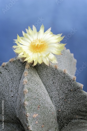 Bishop's Cap Cactus (Astrophytum myriostigma) with a yellow flower photo