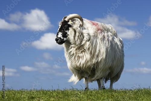 Domestic long-haired ram (Ovis gmelini aries) stands on dike against blue cloudy sky, Schleswig-Holstein, Germany, Europe