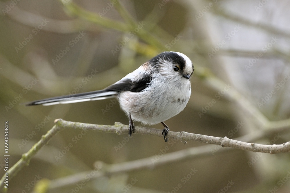 Fototapeta premium Long-tailed Tit (Aegithalos caudatus)