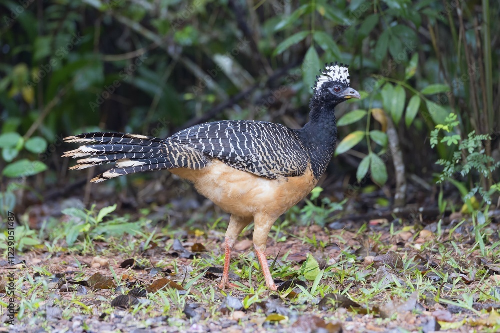 Fototapeta premium Bare-faced Curassow (Crax fasciolata), female, Mato Grosso do Sul, Brazil, South America