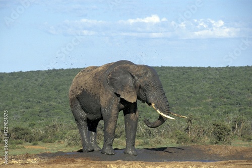 Elephant bull in mud Addo Elephant Park South Africa photo