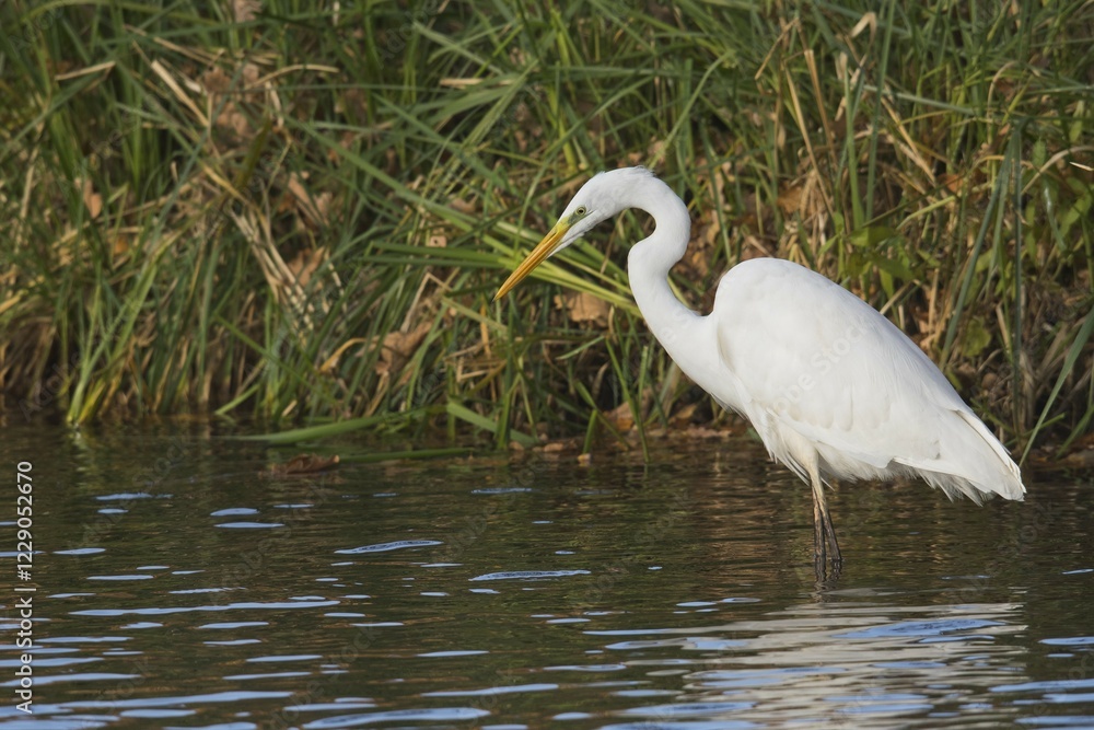 Obraz premium Great egret (Casmerodius albus), standing in water, Emsland, Lower Saxony, Germany, Europe
