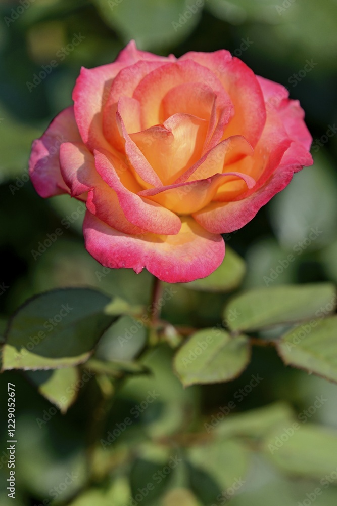 Shrub rose (Rosa), variety Midsummer, breeder Tantau 2003, North Rhine-Westphalia, Germany, Europe Shrub rose (Rosa), variety Midsummer, breeder Tantau 2003, North Rhine-Westphalia, Germany, Europe