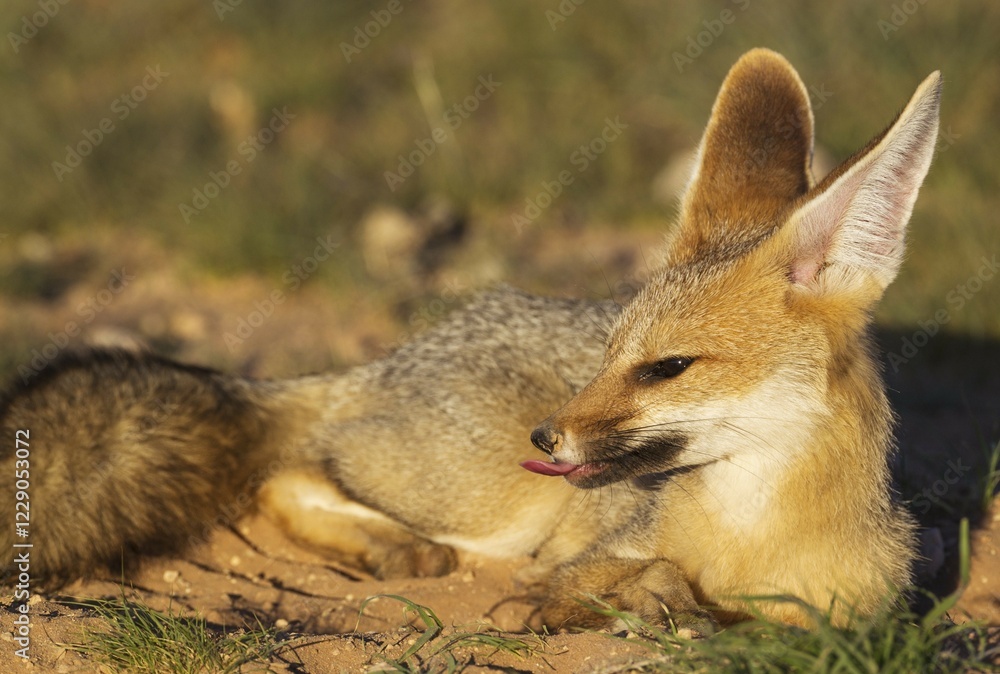 Cape Fox (Vulpes chama), resting at its burrow, is about to yawn, Kalahari Desert, Kgalagadi Transfrontier Park, South Africa, Africa Cape Fox (Vulpes chama), resting at its burrow, is about to yawn, Kalahari Desert, Kgalagadi Transfrontier Park, South Africa, Africa