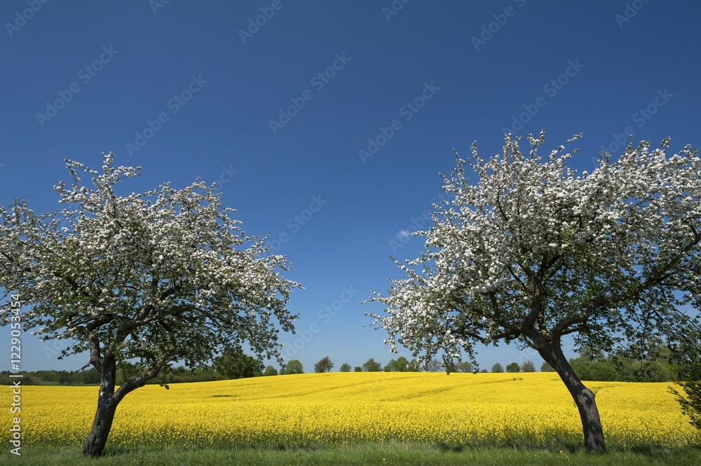 Blooming apple trees (Malus domestica) in front of a yellow rapeseed field, blue sky, Mecklenburg-Western Pomerania, Germany, Europe Blooming apple trees (Malus domestica) in front of a yellow rapeseed field, blue sky, Mecklenburg-Western Pomerania, Germany, Europe