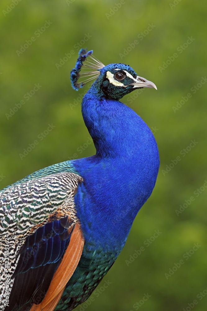 Peafowl (Pavo cristatus), cock, animal portrait, Germany, Europe Peafowl (Pavo cristatus), cock, animal portrait, Germany, Europe