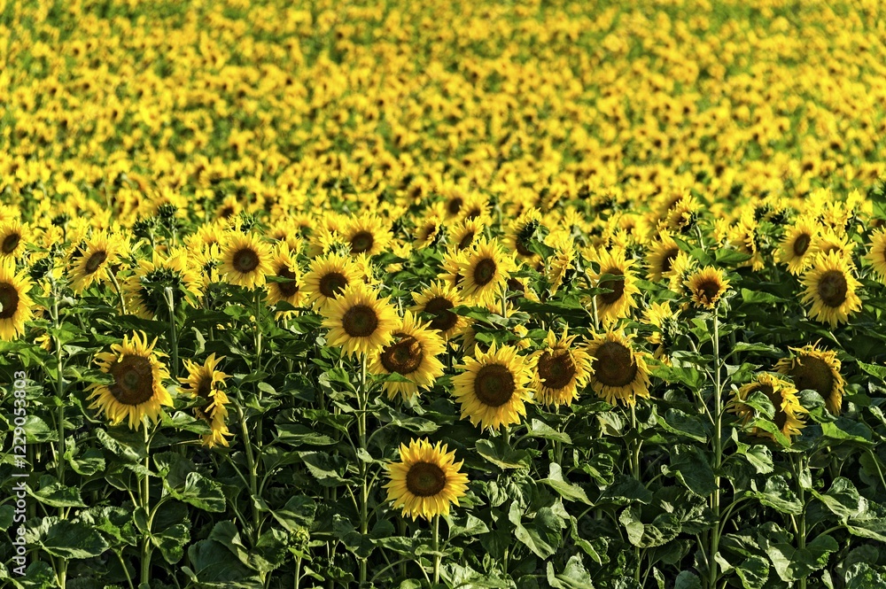 Fototapeta premium Sunflower field, Altomünster, Upper Bavaria, Bavaria, Germany, Europe