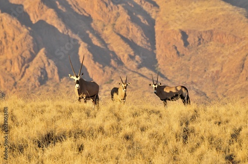 Foto Gemsbok or gemsbuck (Oryx gazella) in the high grass of the NamibRand Nature Res