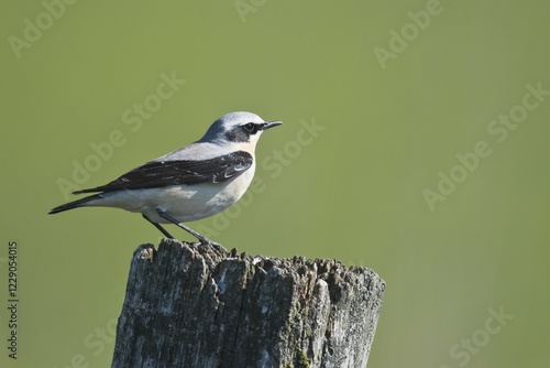 Obraz na plátně Northern wheatear (Oenanthe oenanthe), male sitting on post, Emsland, Lower Saxo
