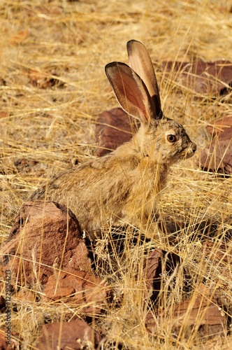 Scrub Hare (Lepus saxatilis), Mik Mountains, Damaraland, Namibia, Africa photo